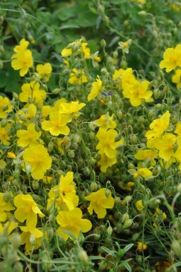 Sonnenröschen Helianthemum 'Golden Queen' 5-10 Topf 9x9 cm (P9)