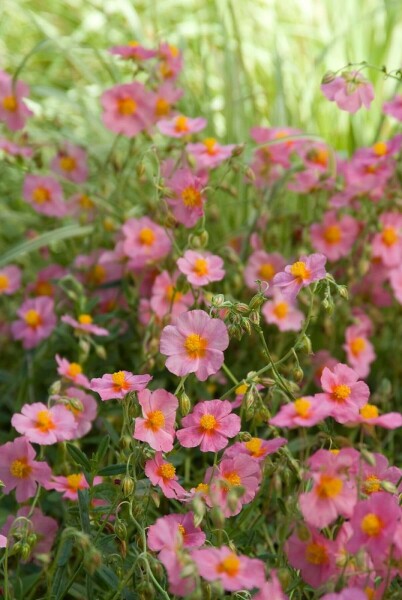 Rosa Sonnenröschen Helianthemum hybride 'Lawrenson's Pink' 5-10 Topf 9x9 cm (P9) Helianthemum hybride 'Lawrenson's Pink'