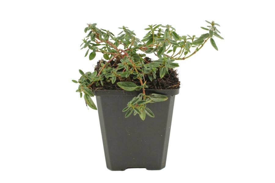 Rosa Sonnenröschen Helianthemum hybride 'Lawrenson's Pink' 5-10 Topf 9x9 cm (P9) Helianthemum hybride 'Lawrenson's Pink'