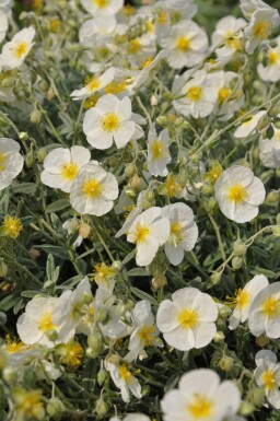 Sonnenröschen Helianthemum hybride 'The Bride' 5-10 Topf 9x9 cm (P9)