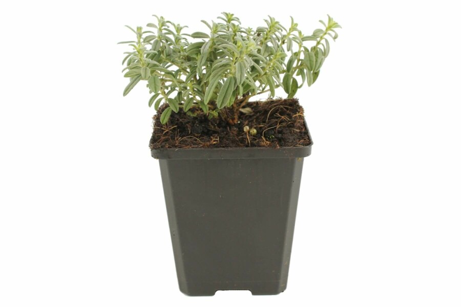 Sonnenröschen Helianthemum hybride 'The Bride' 5-10 Topf 9x9 cm (P9) Helianthemum hybride 'The Bride'