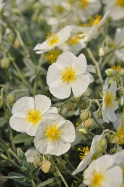 Sonnenröschen Helianthemum hybride 'The Bride' 5-10 Topf 9x9 cm (P9)