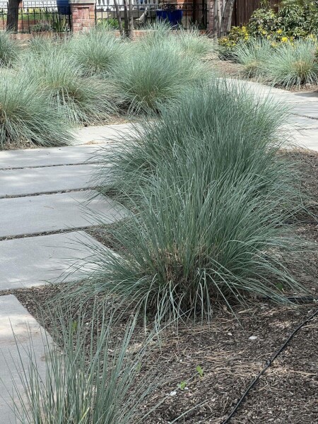 Blaustrahlhafer Helictotrichon sempervirens 5-10 Topf 9x9 cm (P9) Helictotrichon sempervirens