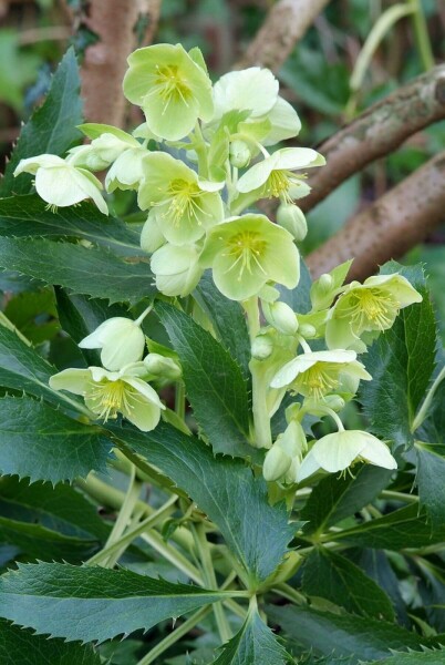 Korsische Nieswurz Helleborus argutifolius 5-10 Topf 9x9 cm (P9) Helleborus argutifolius