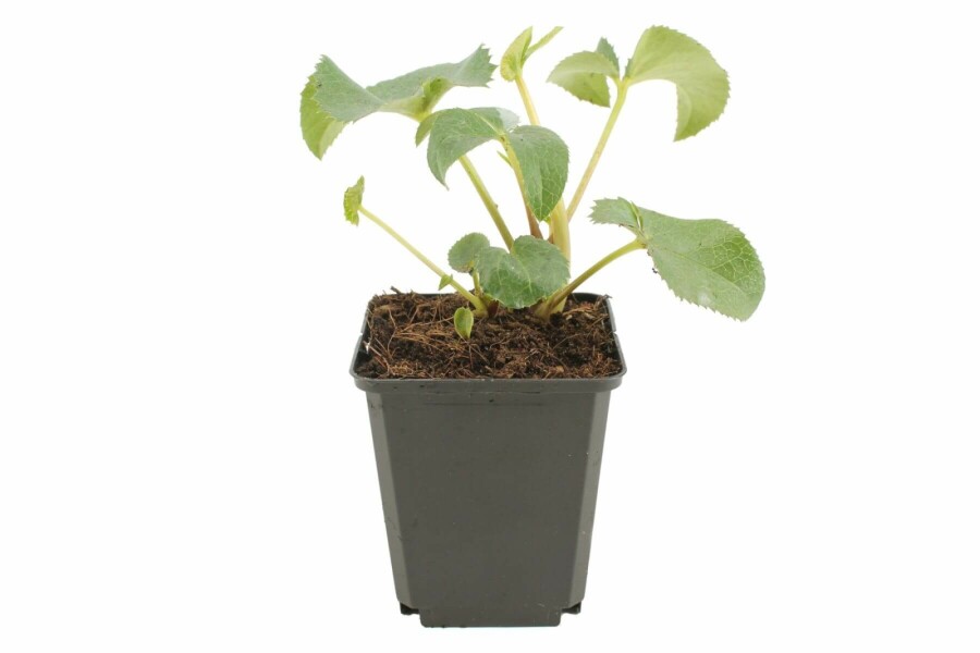 Korsische Nieswurz Helleborus argutifolius 5-10 Topf 9x9 cm (P9) Helleborus argutifolius