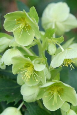 Korsische Nieswurz Helleborus argutifolius 5-10 Topf 9x9 cm (P9) Helleborus argutifolius