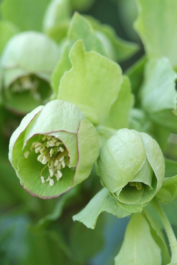 Stinkender Nieswurz Helleborus foetidus 5-10 Topf 9x9 cm (P9) Helleborus foetidus