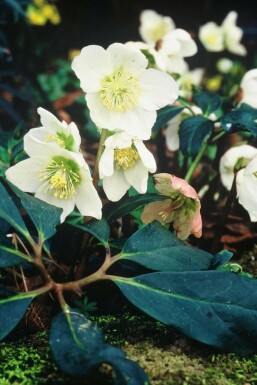 Christrose Helleborus niger 5-10 Topf 9x9 cm (P9)