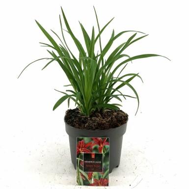 Kein Bild verfügbar