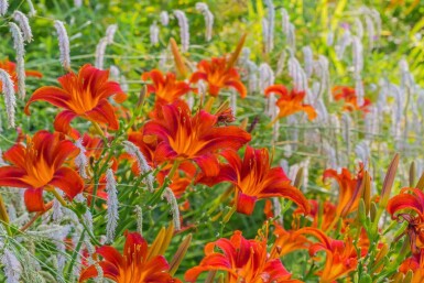 Garten-Taglilie Hemerocallis 'Sammy Russell' 10-15 Topf 2 ltr. (C2) Hemerocallis 'Sammy Russell'