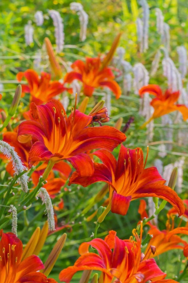 Garten-Taglilie Hemerocallis 'Sammy Russell' 5-10 Topf 9x9 cm (P9) Hemerocallis 'Sammy Russell'