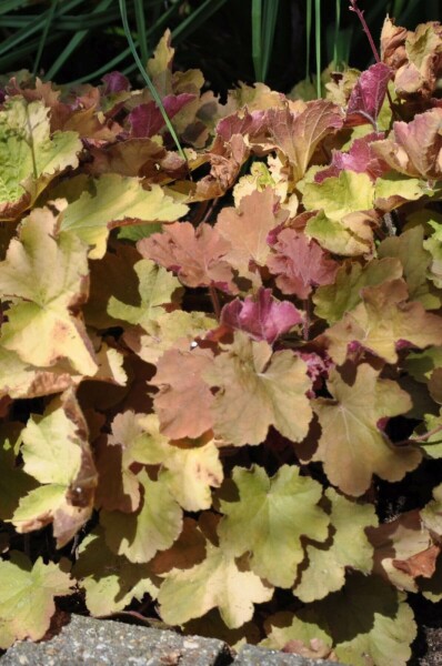 Zottiges Silberglöckchen Heuchera 'Caramel' 5-10 Topf 9x9 cm (P9) Heuchera 'Caramel'