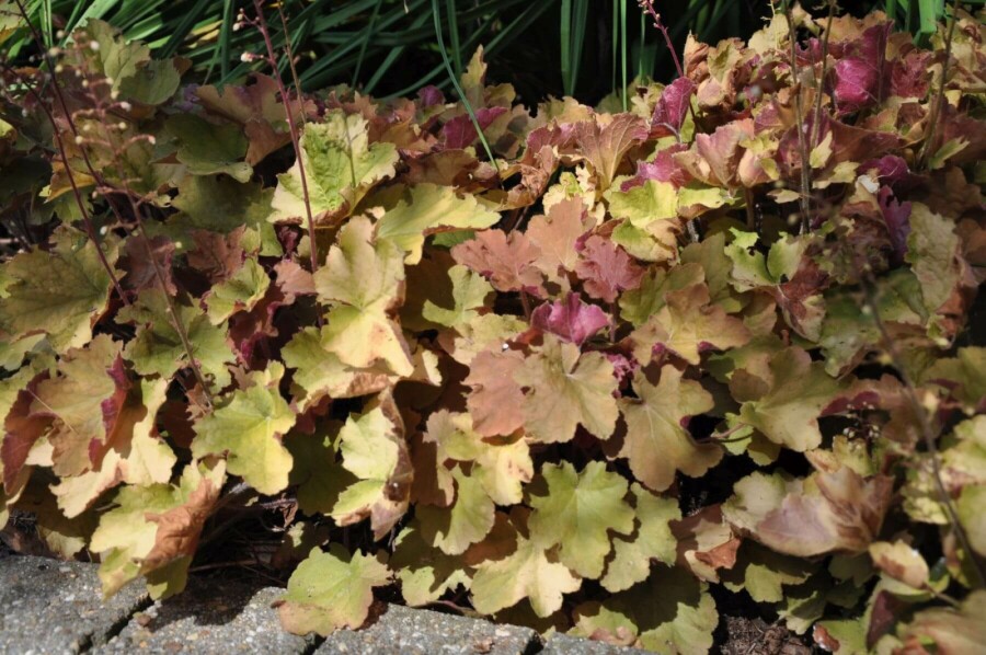 Zottiges Silberglöckchen Heuchera 'Caramel' 5-10 Topf 9x9 cm (P9) Heuchera 'Caramel'