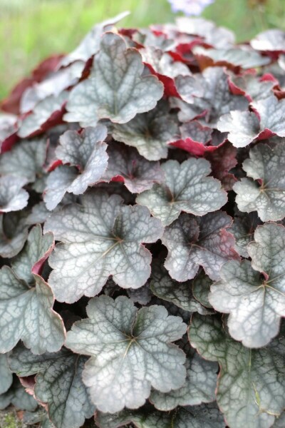 Purpurglöckchen Heuchera 'Regina' 5-10 Topf 9x9 cm (P9) Heuchera 'Regina'
