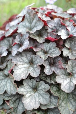 Purpurglöckchen Heuchera 'Regina' 5-10 Topf 9x9 cm (P9) Heuchera 'Regina'