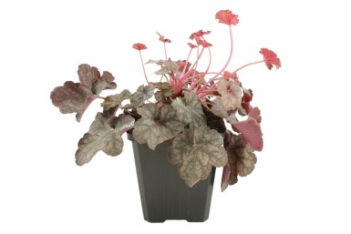 Purpurglöckchen Heuchera 'Regina' 5-10 Topf 9x9 cm (P9) Heuchera 'Regina'