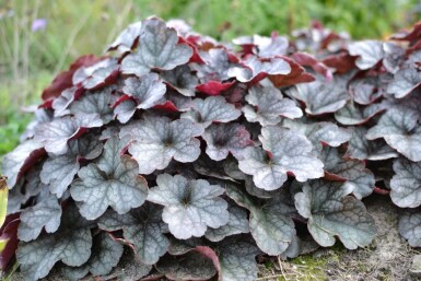 Purpurglöckchen Heuchera 'Regina' 5-10 Topf 9x9 cm (P9)