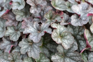 Purpurglöckchen Heuchera 'Regina' 5-10 Topf 9x9 cm (P9) Heuchera 'Regina'