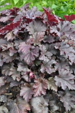 Purpurglöckchen Heuchera 'Stormy Seas' 5-10 Topf 9x9 cm (P9) Heuchera 'Stormy Seas'