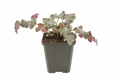 Purpurglöckchen Heuchera 'Stormy Seas' 5-10 Topf 9x9 cm (P9) Heuchera 'Stormy Seas'