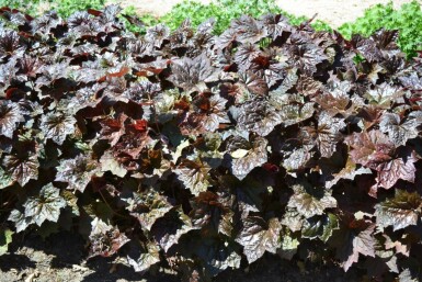 Purpurglöckchen Heuchera micrantha 'Palace Purple' 5-10 Topf 9x9 cm (P9) Heuchera micrantha 'Palace Purple'