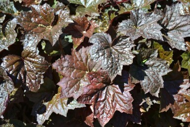 Purpurglöckchen Heuchera micrantha 'Palace Purple' 5-10 Topf 9x9 cm (P9) Heuchera micrantha 'Palace Purple'
