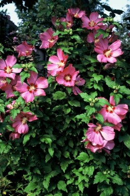 Garten-Eibisch Hibiscus syriacus 'Woodbridge' Strauch 20-30 Topf 2 ltr. (C2)
