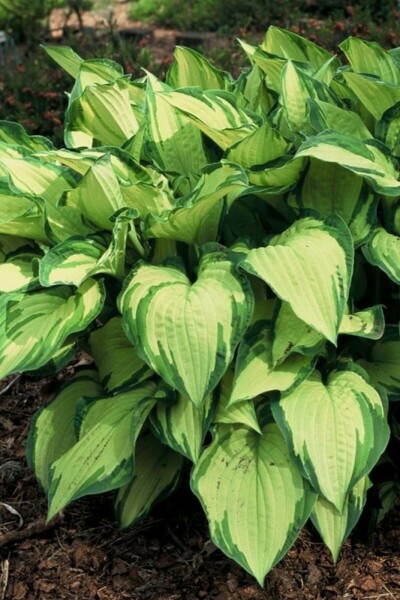 Graublättrige Garten-Funkie Hosta fortunei 'Albopicta' 5-10 Topf 9x9 cm (P9) Hosta fortunei 'Albopicta'