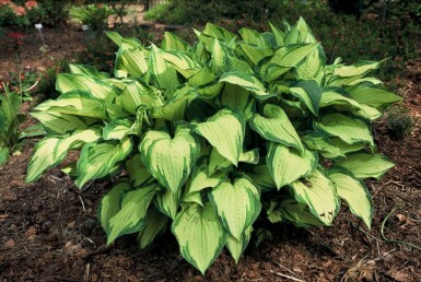 Graublättrige Garten-Funkie Hosta fortunei 'Albopicta' 5-10 Topf 9x9 cm (P9)