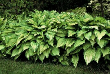Graublättrige Garten-Funkie Hosta fortunei 'Albopicta' 5-10 Topf 9x9 cm (P9) Hosta fortunei 'Albopicta'