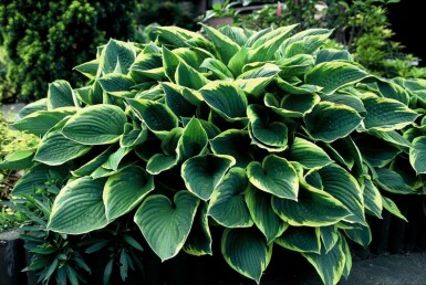 Graublättrige Goldrand-Garten-Funkie Hosta fortunei 'Aureomarginata' 5-10 Topf 9x9 cm (P9) Hosta fortunei 'Aureomarginata'