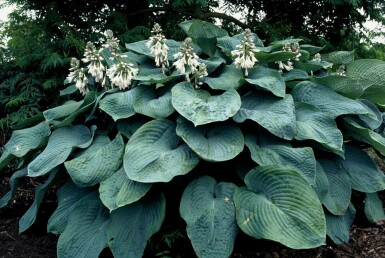 Große Blaublatt-Funkie Hosta sieboldiana 'Elegans' 5-10 Topf 9x9 cm (P9)