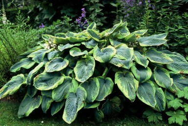 Blaue Gelbrand-Funkie Hosta sieboldiana 'Frances Williams' 10-15 Topf 2 ltr. (C2) Hosta sieboldiana 'Frances Williams'