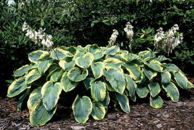 Blaue Gelbrand-Funkie Hosta sieboldiana 'Frances Williams' 10-15 Topf 2 ltr. (C2) Hosta sieboldiana 'Frances Williams'