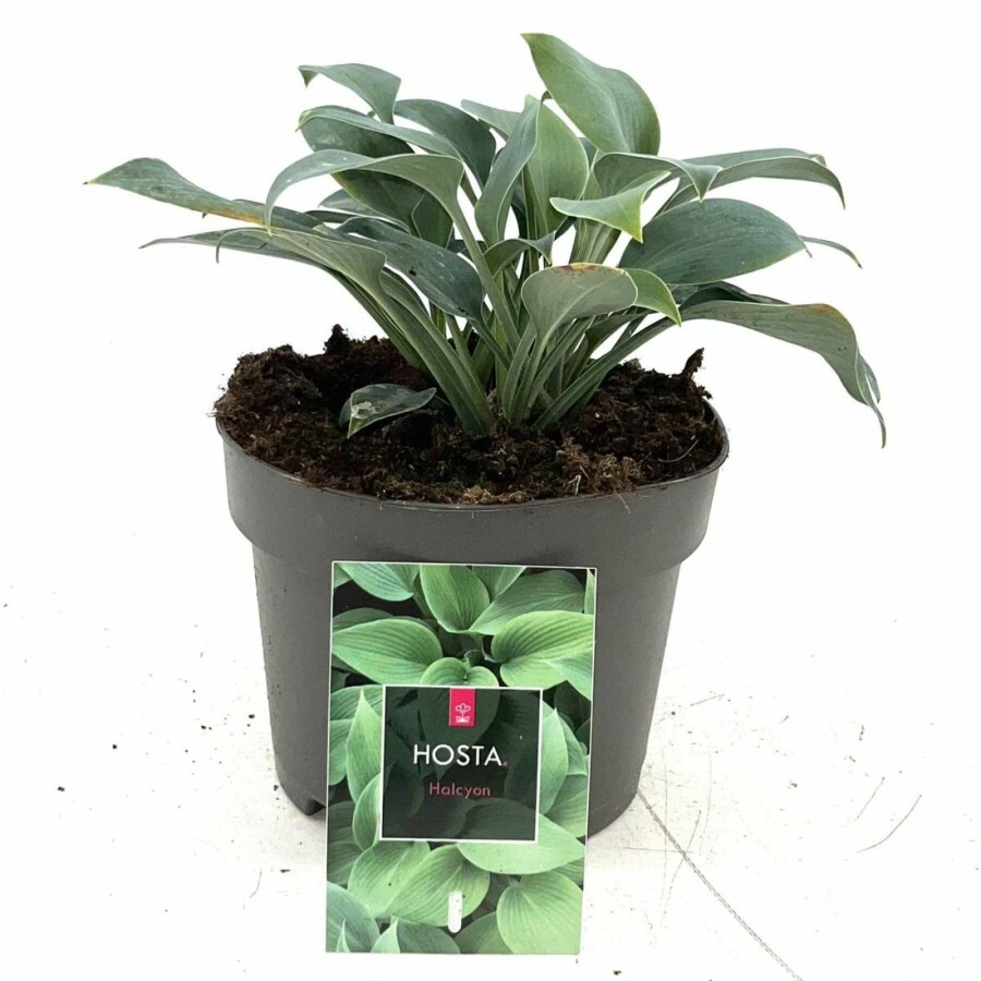 Graublaue Garten-Funkie Hosta tardiana 'Halcyon' 10-15 Topf 2 ltr. (C2) Hosta tardiana 'Halcyon'