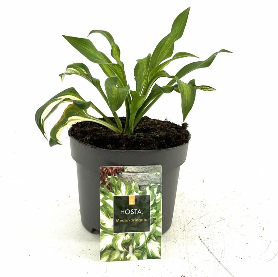 Wellblatt-Funkie Hosta undulata 'Mediovariegata' 10-15 Topf 2 ltr. (C2) Hosta undulata 'Mediovariegata'