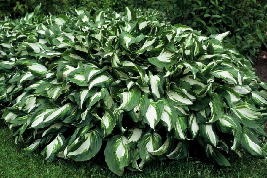 Wellblatt-Funkie Hosta undulata 'Mediovariegata' 10-15 Topf 2 ltr. (C2) Hosta undulata 'Mediovariegata'