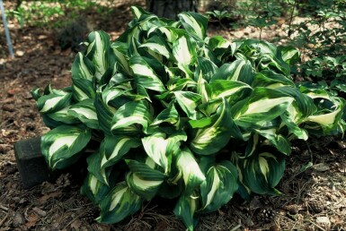 Wellblatt-Funkie Hosta undulata 'Mediovariegata' 10-15 Topf 2 ltr. (C2) Hosta undulata 'Mediovariegata'
