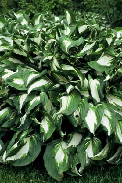 Wellblatt-Funkie Hosta undulata 'Mediovariegata' 5-10 Topf 9x9 cm (P9) Hosta undulata 'Mediovariegata'
