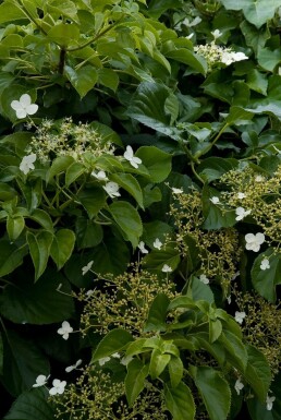 Kletter-Hortensie Hydrangea anomala petiolaris Strauch 40-50 Topf 2 ltr. (C2)