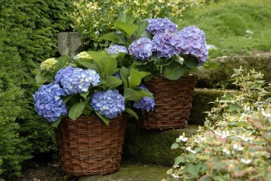 Bauern-Hortensie Hydrangea macrophylla 'Forever & Ever® Blue' Strauch 30-40 Topf 5 ltr. (C5)