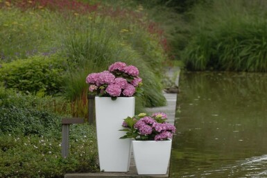 Bauern-Hortensie Hydrangea macrophylla 'Forever & Ever® Pink' Strauch 30-40 Topf 5 ltr. (C5)