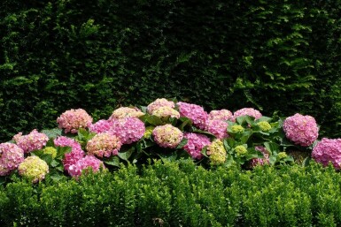 Bauern-Hortensie Hydrangea macrophylla 'Forever & Ever® Pink' Strauch 30-40 Topf 5 ltr. (C5)
