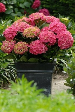 Bauern-Hortensie Hydrangea macrophylla 'Forever & Ever® Red' Strauch 30-40 Topf 5 ltr. (C5)