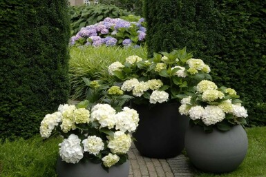 Bauern-Hortensie Hydrangea macrophylla 'Forever & Ever® White' Strauch 20-30 Topf 5 ltr. (C5)