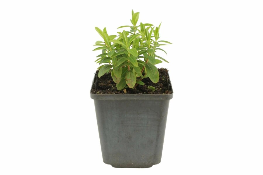 Teppich-Johanniskraut Hypericum calycinum 5-10 Topf 9x9 cm (P9) Hypericum calycinum