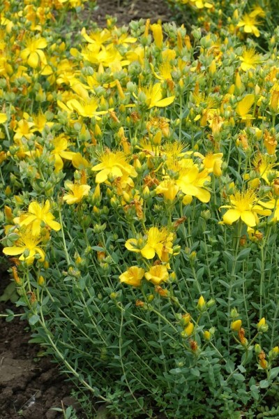 Olymp Johanniskraut Hypericum olympicum 'Grandiflorum' 5-10 Topf 9x9 cm (P9) Hypericum olympicum 'Grandiflorum'