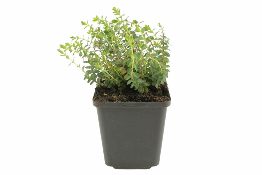 Olymp Johanniskraut Hypericum olympicum 'Grandiflorum' 5-10 Topf 9x9 cm (P9) Hypericum olympicum 'Grandiflorum'