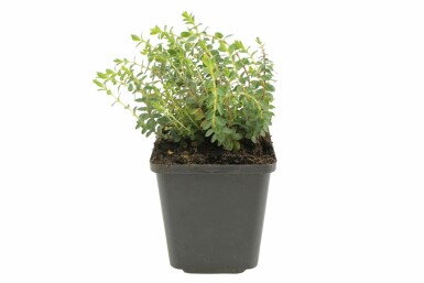 Olymp Johanniskraut Hypericum olympicum 'Grandiflorum' 5-10 Topf 9x9 cm (P9) Hypericum olympicum 'Grandiflorum'