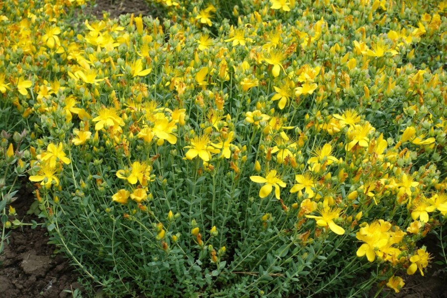 Olymp Johanniskraut Hypericum olympicum 'Grandiflorum' 5-10 Topf 9x9 cm (P9) Hypericum olympicum 'Grandiflorum'